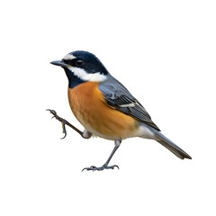 Fototapeta premium Black-throated gray warbler perched on branch isolated on transparent background