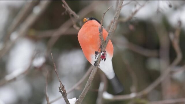 A male bullfinch perched on a tree branch. Close-up
