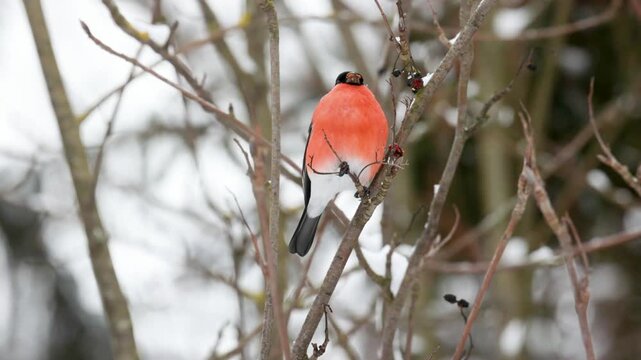 A male bullfinch perched on a tree branch. Close-up