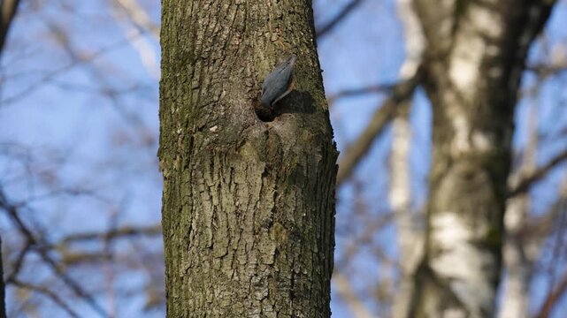 A nuthatch bird builds its nest in a tree hollow