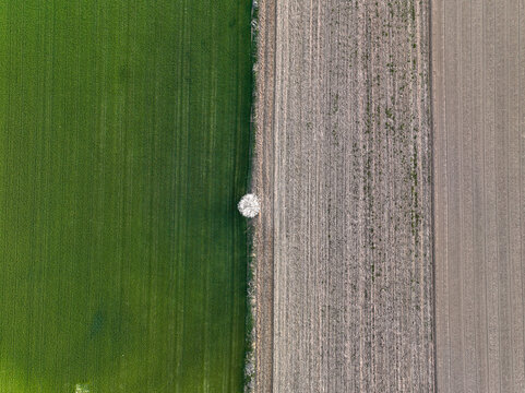 Aerial view of a single white flowering tree standing on the border between a lush green field and a plowed brown field in Borgo d'Ale, Piedmont, Italy.
