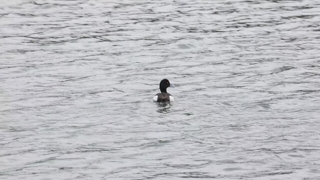 Tufted duck bird male and female swims on water close-up   