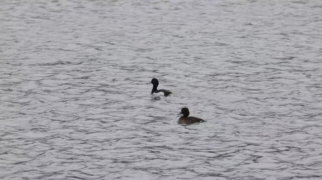 Tufted duck bird male and female swims on water close-up   