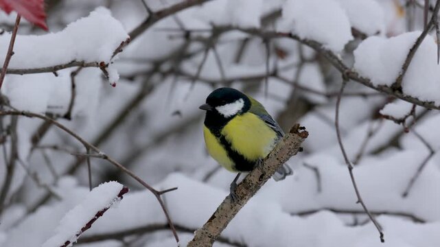 Great tit sits on a birch branch. Winter