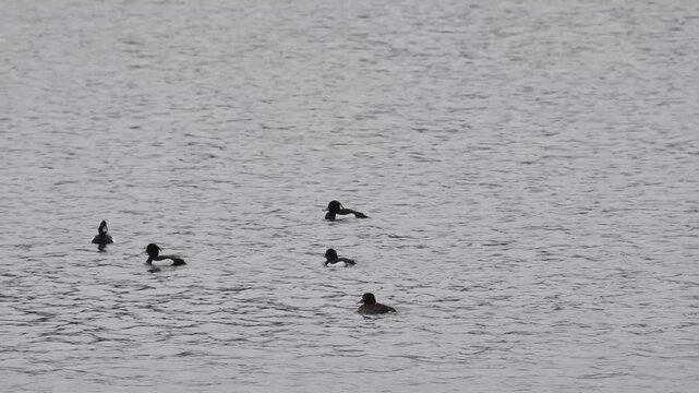 Tufted duck bird male and female swims on water close-up   