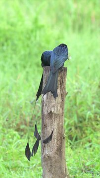 Video of two greater racket tailed drongo T perch on a weathered log and eating insects. Their long, flowing tails trail gracefully downward. The green grassy background adds depth and calm.