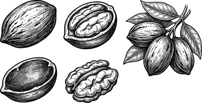 Hand-Drawn Nut and Shell Icon Set Featuring Walnuts, Shells, and Leaves for Botanical, Food, and Nature Illustrations