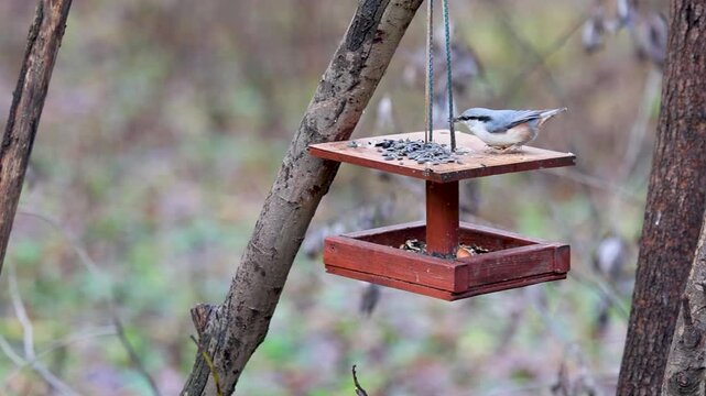 Nuthatch at a feeder. Slow motion