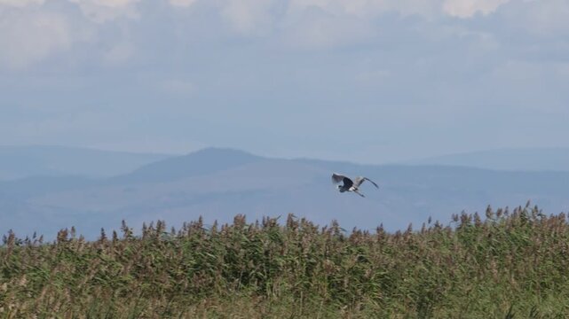 A grey heron flies over reeds against a blue sky
