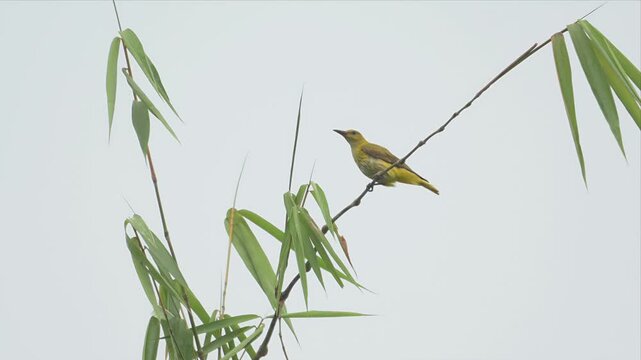 Video of Indian Golden Oriole bird perches calmly on slender bamboo branch. Soft gray sky frames the scene with quiet elegance. Bird's vibrant plumage contrasts gently with green leaves.