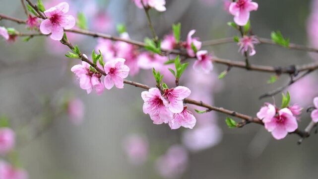 Blossoming Oriental cherry sakura with pink flowers close up