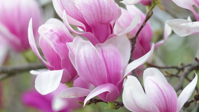 Branch with a flower of a pink magnolia close up