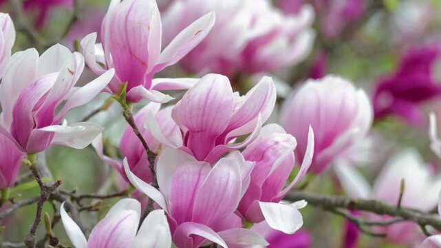 Branch with a flower of a pink magnolia close up