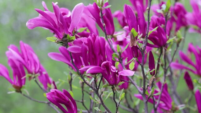 Branch with a flower of a pink magnolia close up
