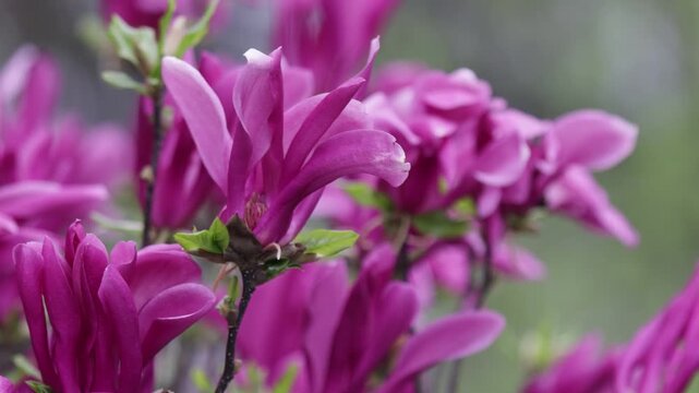 Branch with a flower of a pink magnolia close up