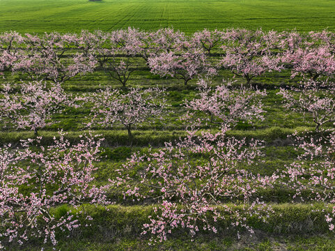 Aerial view of blossoming fruit trees with pink flowers in neat rows across a green orchard in Borgo d'Ale, Piedmont, Italy.