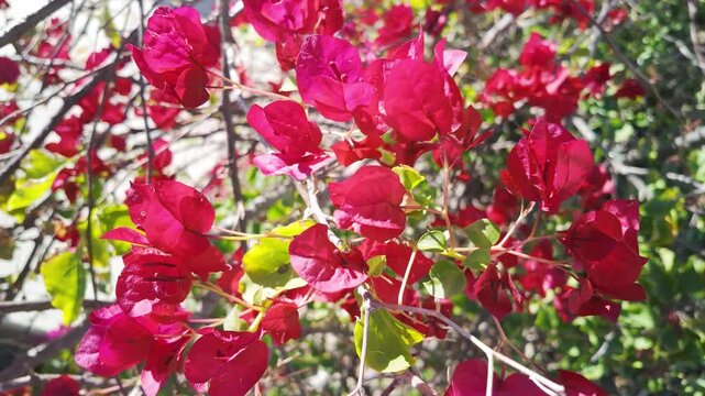 Dense bougainvillea bush with abundant deep magenta pink flowers blooming on branches in mediterranean garden in summer.