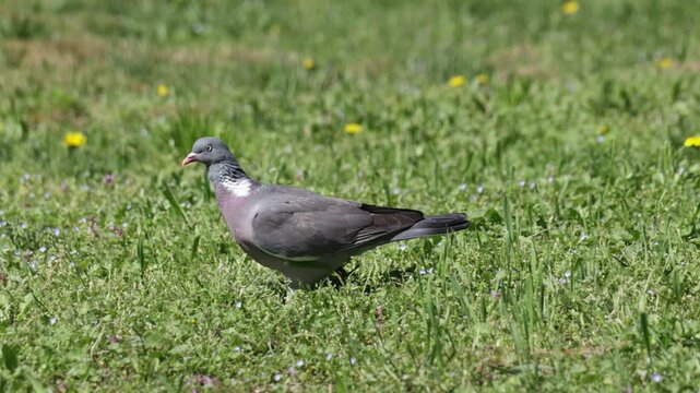 Common wood pigeon (Columba palumbus) close up