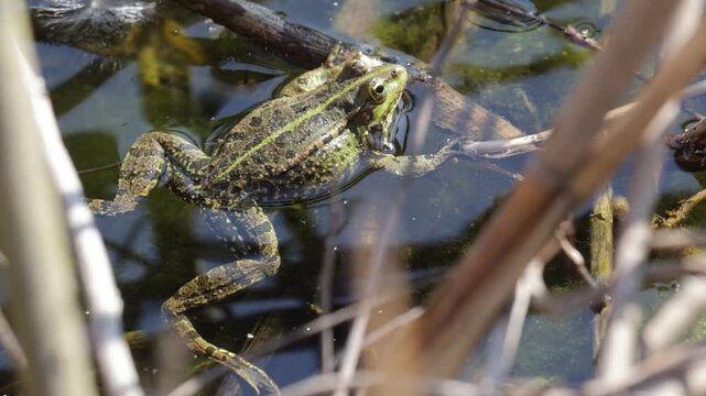 Marsh frog sitting in the water, close-up