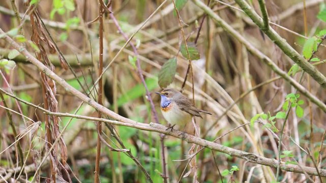 Bluethroat, luscinia svecica. The bird is singing close up