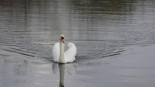 Beautiful Mute swan floats on the lake. Close-up
