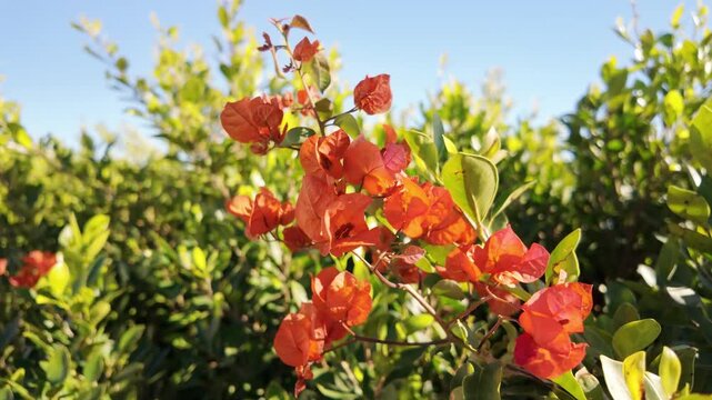 Vibrant orange bougainvillea flowers blooming on branch with green glossy leaves and blue sky in mediterranean garden.