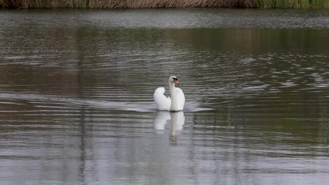 Beautiful Mute swan floats on the lake. Close-up
