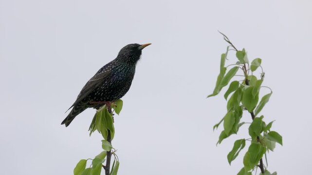  starling sits and sings on a tree branch against a grey sky