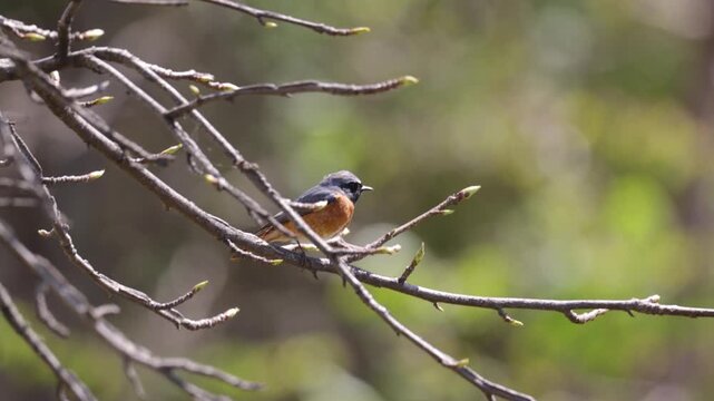 A close-up of a male Daurian redstart
