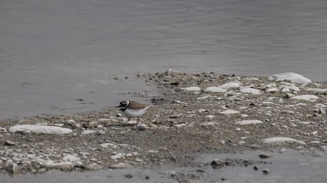 Little ringed plover on the sandy river bank