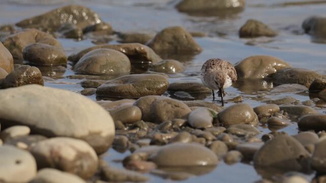 Dunlin stands on the sandy river bank