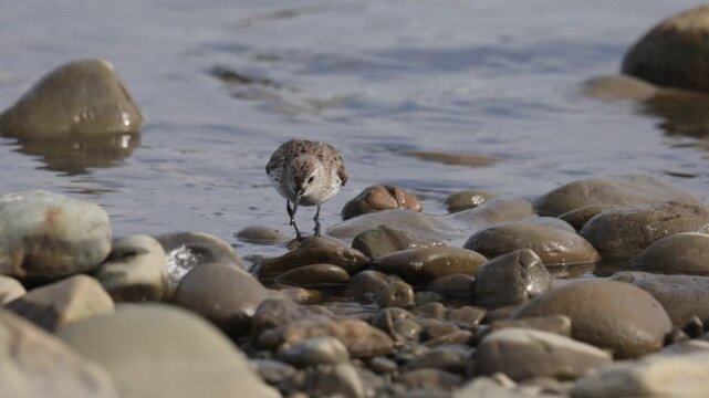 Dunlin stands on the sandy river bank
