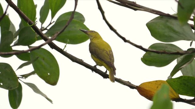 Video on an Indian Golden Oriole bird perches calmly on leafy branch and watching around. Soft green leaves frame the bird's quiet stance. Yellow fruit hangs nearby, adding natural color contrast.