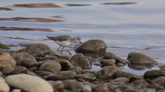 Marsh sandpiper (Tringa stagnatilis) stands on the river bank