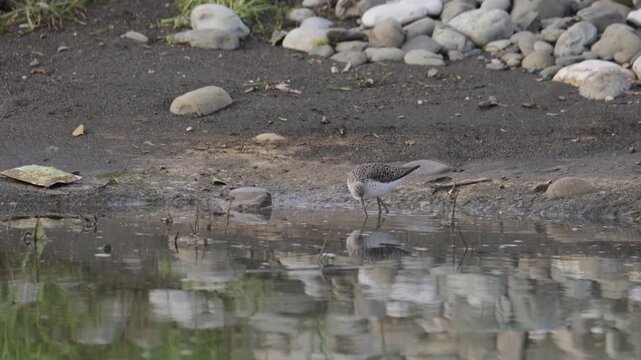 Marsh sandpiper (Tringa stagnatilis) stands on the river bank