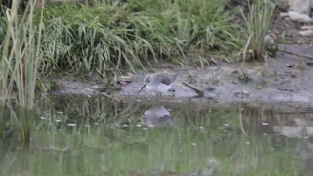 Marsh sandpiper (Tringa stagnatilis) stands on the river bank