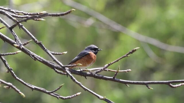 A close-up of a male Daurian redstart
