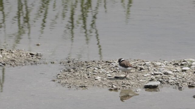 Little ringed plover on the sandy river bank