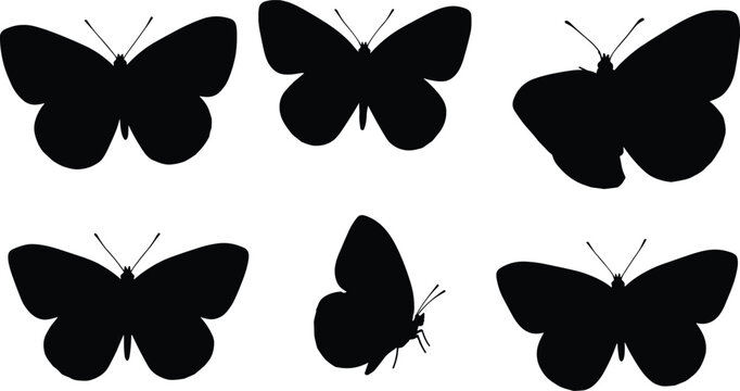 Cabbage white butterfly silhouettes set. High quality cabbage white butterfly vector icons for nature design. Realistic cabbage white butterfly shapes for biology and entomology study.