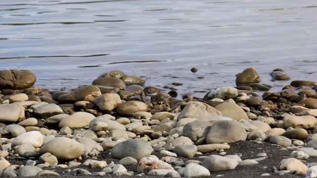 Dunlin stands on the sandy river bank