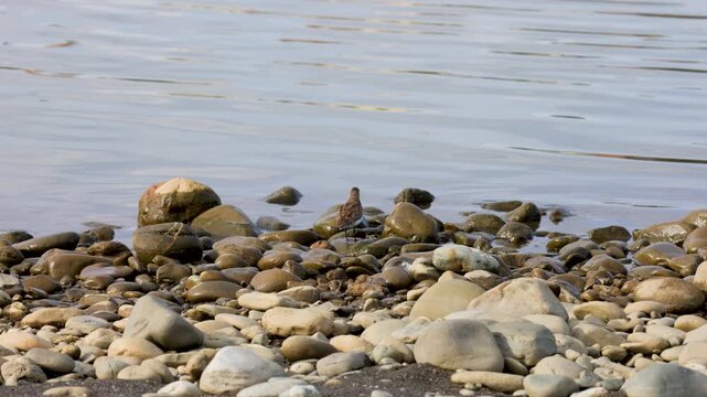 Dunlin stands on the sandy river bank