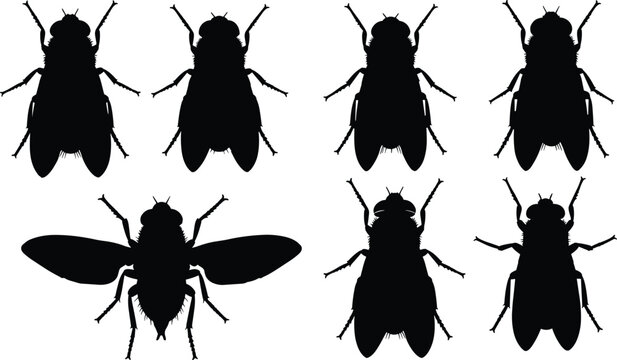Botfly insect silhouettes set. Detailed botfly vector icons for pest control. Realistic botfly shapes for biology, nature study, and entomology design.