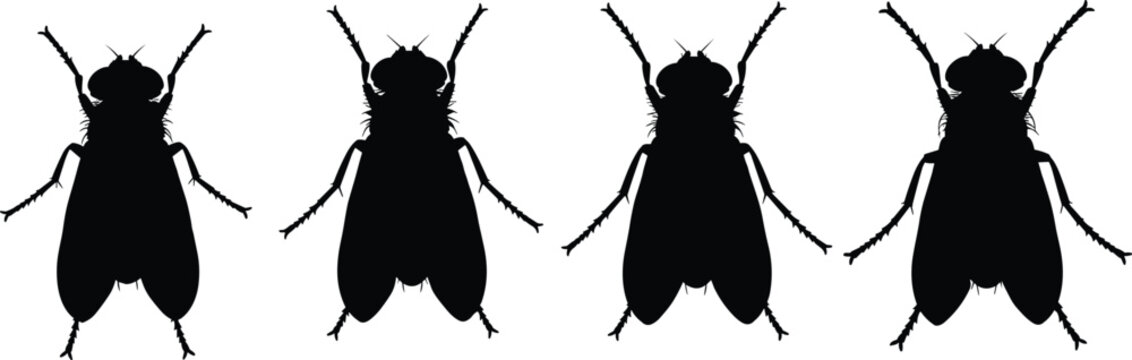 Parasitic botfly vector. Silhouette of winged insects and agricultural pests. Diverse housefly shapes for science education, biology posters, and nature icons.