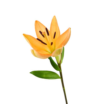 Beautiful Lily flower isolate on white 
