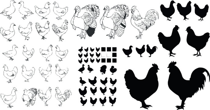 A Set of Detailed Illustrations and Silhouettes of Chickens, Roosters, and Turkeys in Various Poses and Sizes for Agricultural, Poultry, and Farmyard Designs