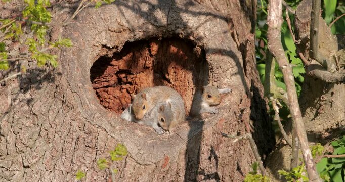 Playful juvenile Eastern grey squirrel kits cudling tree nest hole