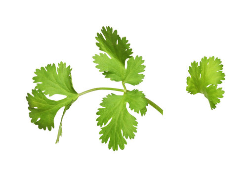 Sprig with Green leaves of cilantro isolated on white or transparent background