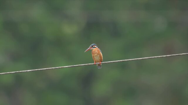 Video of common Kingfisher bird perches calmly on thin wire. Soft background blur enhances its vivid plumage. Bright orange chest contrasts with blue head. Stillness suggests quiet observation or rest