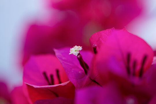 Gros plan sur le feuillage et les fleurs d'un bougainvillier