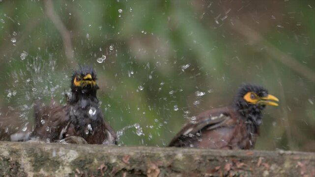 Slow motion video of two common myna birds bathing and splashing in water while perched on a stone ledge. Their wet, dark feathers appear glossy and textured, with bright yellow beak.